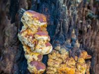 Baumpilz in rot, gelb und orange an morschem Baumstumpf